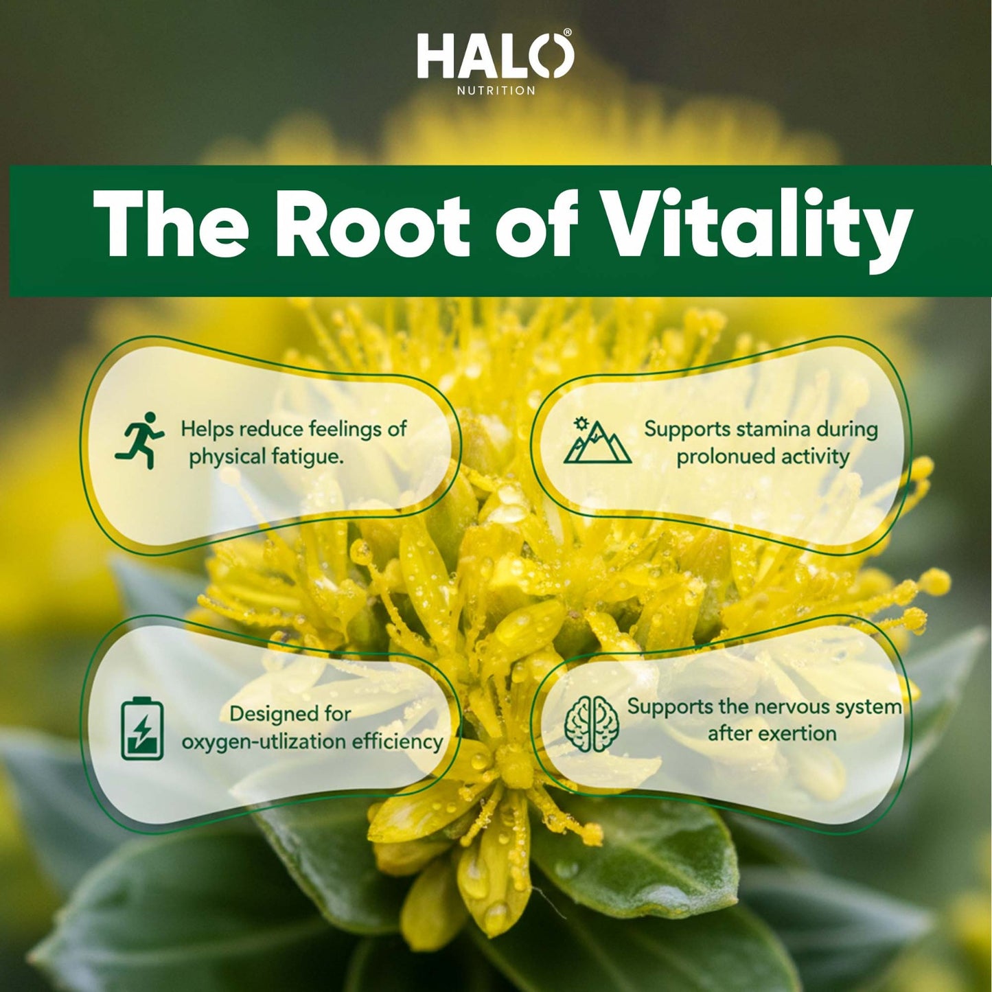 halo nutrition - rhodiola rosea 120 capsules 2975mg